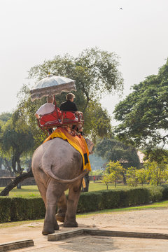 Elephant in Ayutthaya