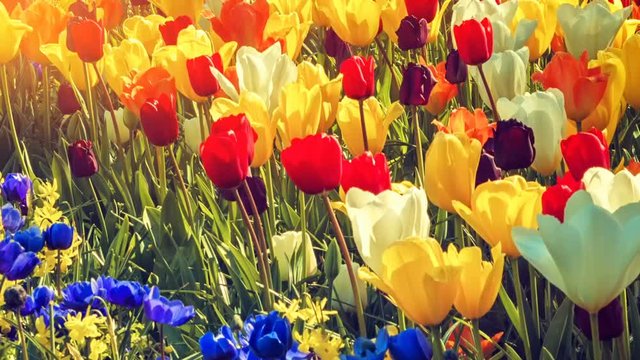 Multicolor tulips and anemones field. Nature background