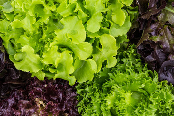 Mix Salad Leaves Background