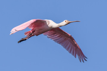 Fototapeta premium Roseate Spoonbill in Flight