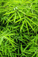 Vivid green color of bamboo leaf