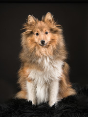 Pretty shetland sheepdog sitting facing the camera on a black background