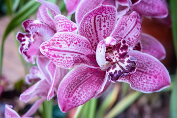 Cymbidium orchid gainst tropical greens © Shchipkova Elena