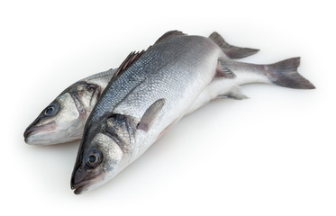 Sea basses isolated on white background with clipping path