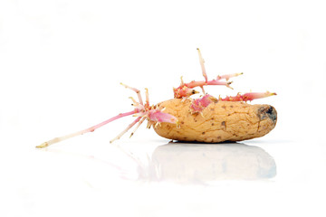 Kartoffelkäfer liegt auf dem Rücken