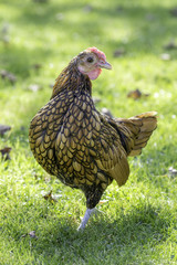 Sebright bantam chicken