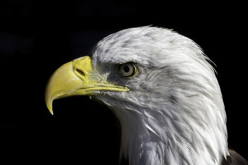 American bald eagle in profile against a plain back background.