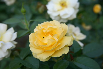 Yellow rose  / Tropical Rose Garden 