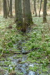 early spring snowflake flowers in forest