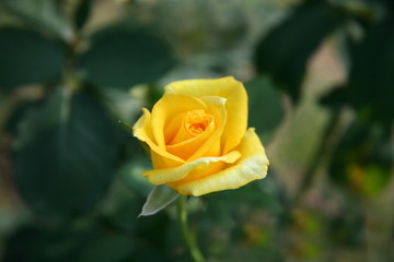 Yellow rose  / Tropical Rose Garden 