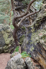 Teufelsmauer-Stieg Harz