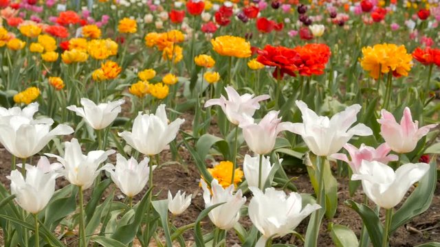Beautiful multicolor tulips closeup. Static shot. Full HD, 1080p