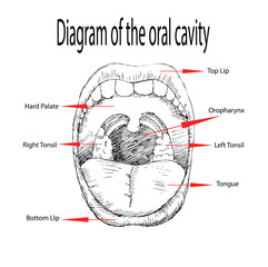 Diagram of the oral cavity
