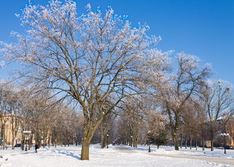 Fototapeta na wymiar Frosty trees in the city in sunny winter day