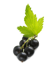 Black Currant Berries.