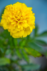 Macro of marigold flower in big close up.