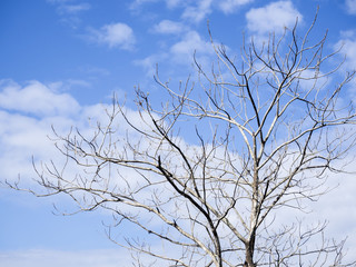 Dry tree on beautiful dramatic sky