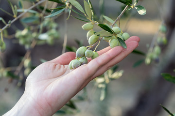 Fototapeta premium Hand holding a branch of ripe olives at harvest