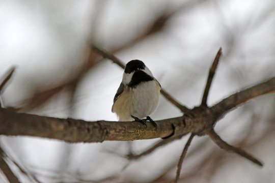 m&eacute;sange &agrave; t&ecirc;te noire
