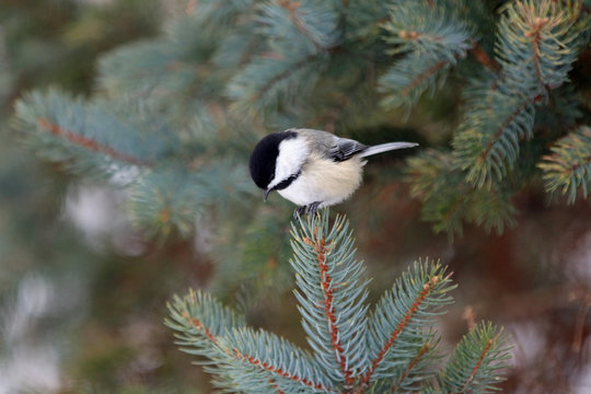 m&eacute;sange &agrave; t&ecirc;te noire