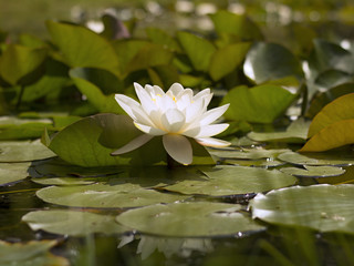 white water lily blooming in the lake