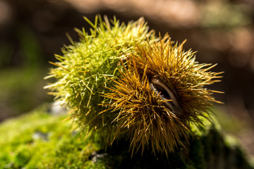 Erizo de castaña