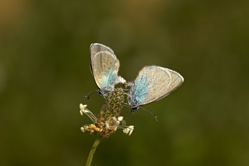 two butterflies (Glaucopsyche alexis) on plantain