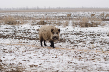 Sus scrofa winter