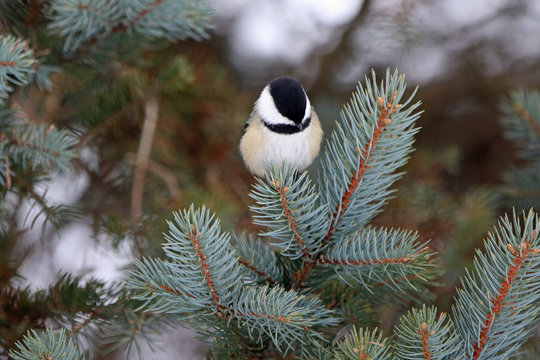 m&eacute;sange &agrave; t&ecirc;te noire