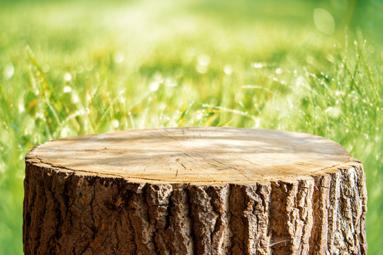 Empty tree trunk for display montags