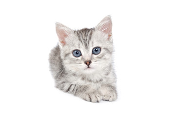 Little Grey Kitten isolated on white