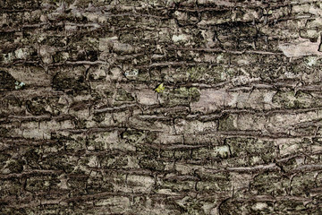 Texture of bark background,tree texture,wood background