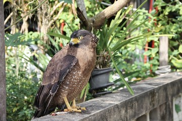 Falcon Peregrine or golden eagle, Closeup