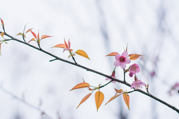 Sakura flower or cherry blossom with fog,cherry blossom in spring time, sakura