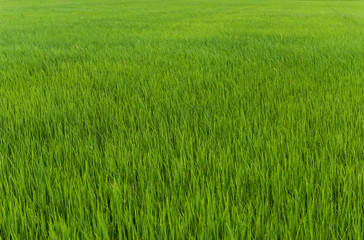 rice plant in rice field