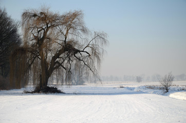 Winter landscape © Artur Henryk