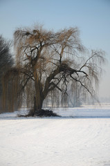Winter landscape © Artur Henryk