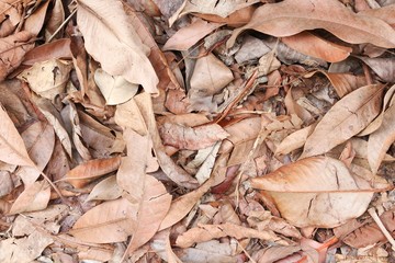 dry leaf texture background in nature