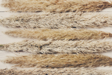 Dried fluffy cattail flower texture background on white wood.