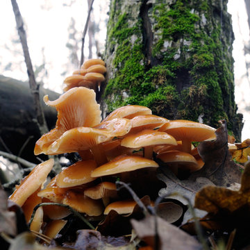winter mushrooms in the autumn forest