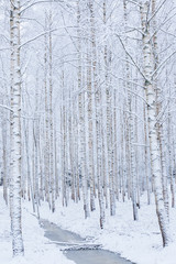Birch wood forest covered in snow
