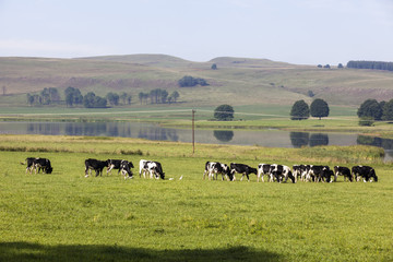 Cattle grazing on green grass