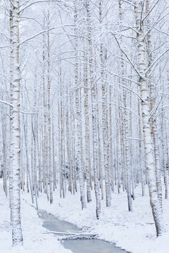 Fototapeta Birch wood forest covered in snow