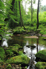 river in the green spring forest