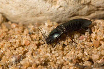 the black beetle