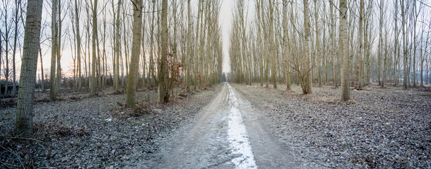 Forest of poplar trees in winter