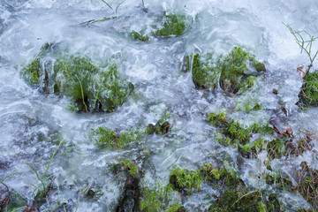 Moss covered in ice