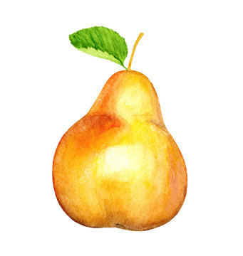 Sweet Pear. Autumn fruit. Watercolor illustration. Eco food