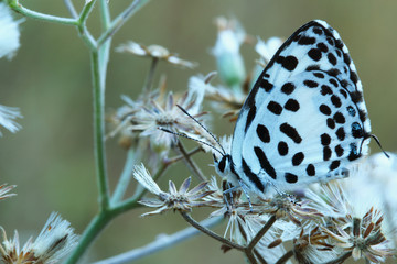 Small butterfly with black and white wings.
