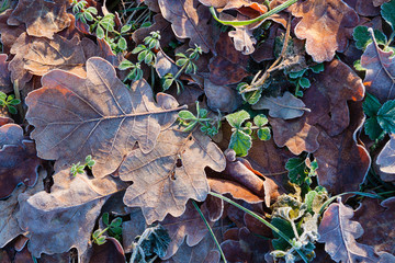 Frozen oak leaves